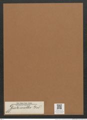Diatomella sp. (de-Toni-Nr.: Genus 88) Zeichnungen Sammlung Grunow Mappe 03183 (Herbarium_W_Grunow_drawings_Folder_03183)
